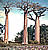 baobab