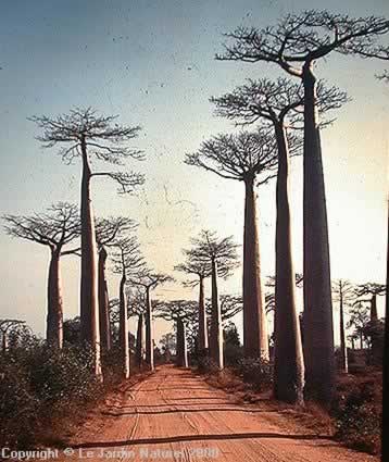 Baobab: Adansonia za