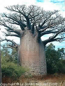 http://www.baobabs.com/ADAuniPL03.jpg