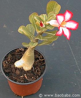 Nature & Découverte - Bonjour, La Rose du désert (Adenium obesum