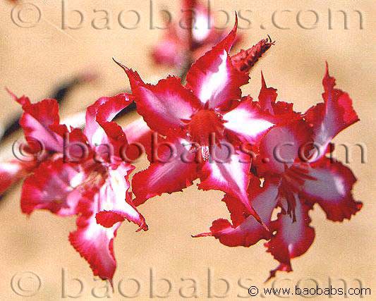 Adenium obesum, la rosa del deserto - fuoridivaso