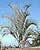 Palm tree