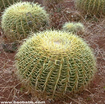 Euphorbia capsaintmariensis