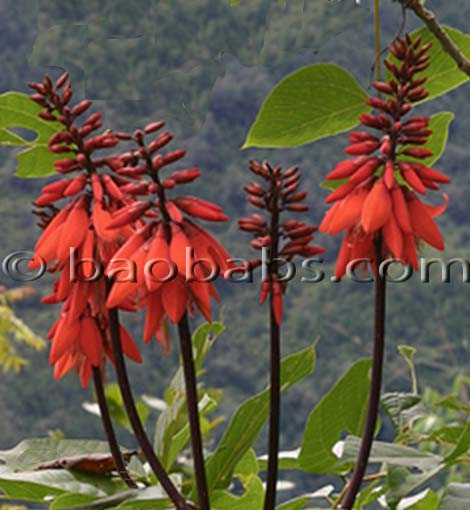 Erythrina arborescens