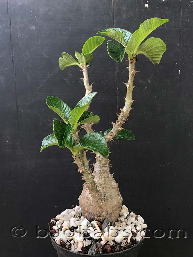 在庫一掃】 OZWRT TheCaudexMan Baronii var Windsorii 植物/観葉植物