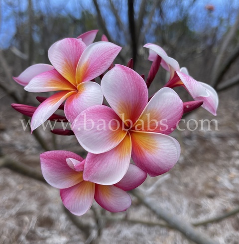 Plumeria rubra CHOMPOO PHIAPHON