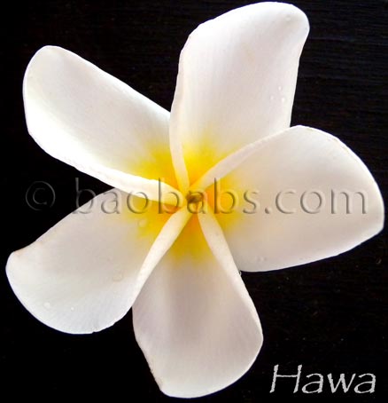 Plumeria rubra HAWA