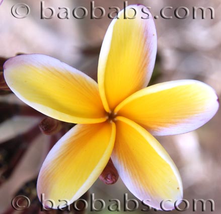 Plumeria rubra RAINBOW