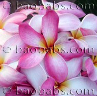 Plumeria rubra ESSACH63