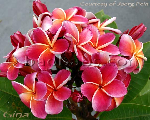 Plumeria rubra GINA