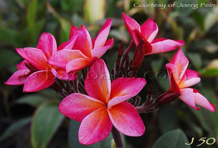 Plumeria rubra JEE SINKANT