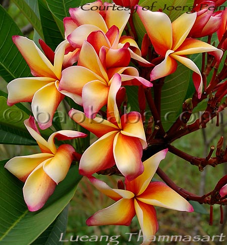 Plumeria rubra LUEANG THAMMASAT