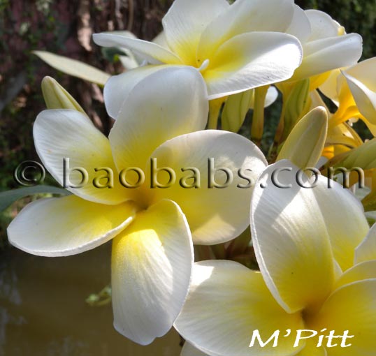 Plumeria rubra MPITT