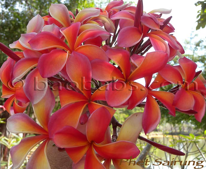 Plumeria rubra PHET SAIRUNG