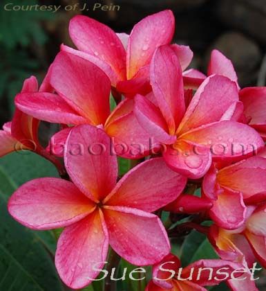 Plumeria rubra SUE SUNSET