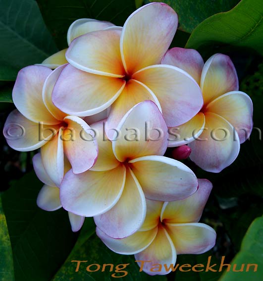 Plumeria rubra TONG TAWEEKHUN
