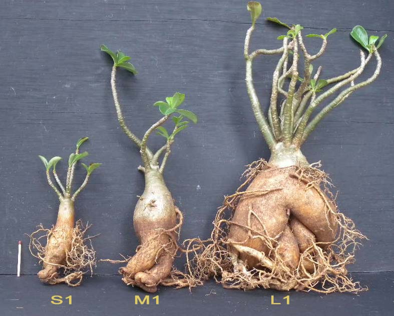 Adenium x Selection 01