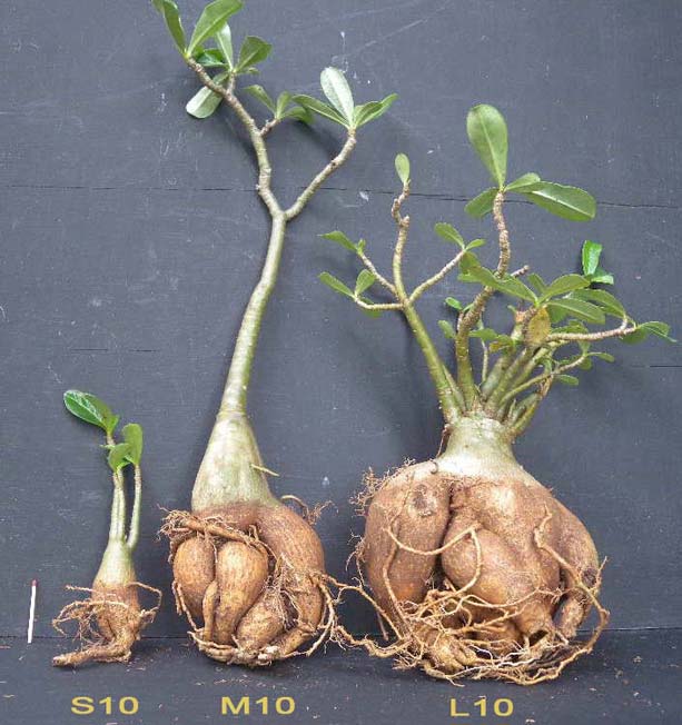 Adenium x Selection 10