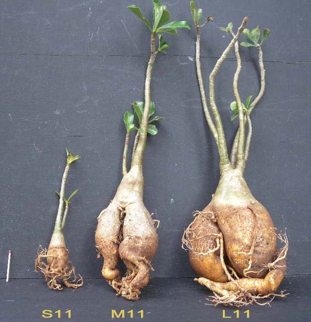 Adenium x Selection 11