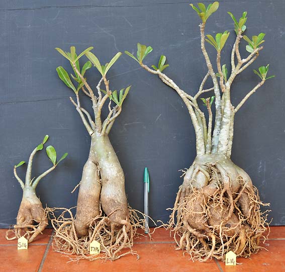 Adenium x Selection 14