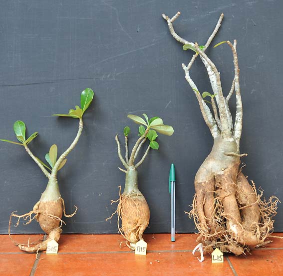 Adenium x Selection 15
