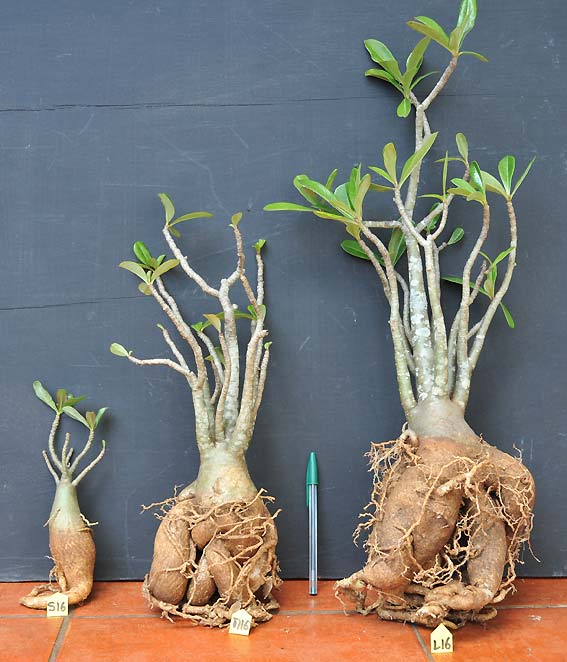 Adenium x Selection 16