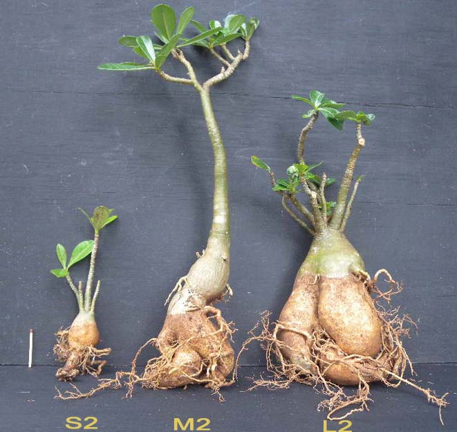 Adenium x Selection 02