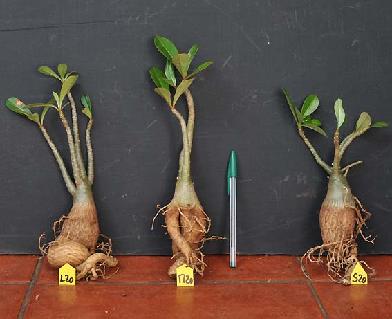Adenium x Selection 20