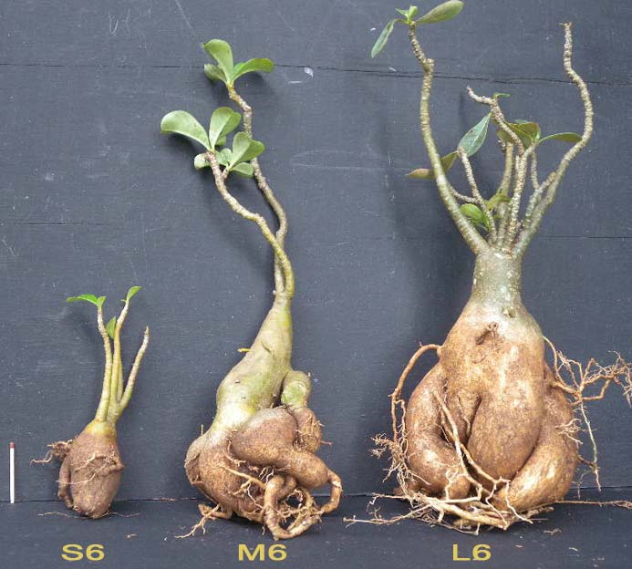 Adenium x Selection 06