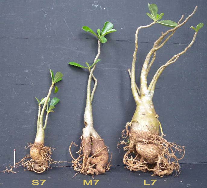 Adenium x Selection 07