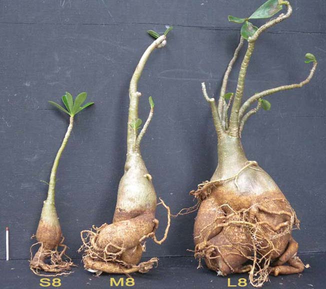 Adenium x Selection 08