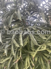 Cussonia spicata