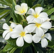 Plumeria obtusa aka SINGAPORE, KHAO PUANG, EVERGREEN SINGAPORE WHITE, SINGAPORE OBTUSA , SINGAPORE WHITE