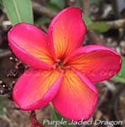 Plumeria rubra PURPLE JADE DRAGON