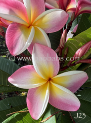 Plumeria rubra J 23