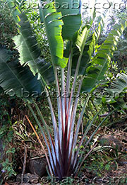 Ravenala sp. 'Honkondambo' – Red Travellers Palm – Buy seeds at