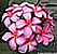 plumeria or frangipani