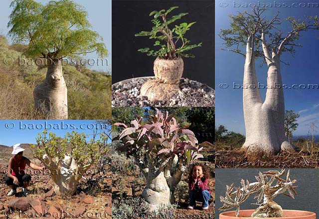 块根植物 - Caudiciforms