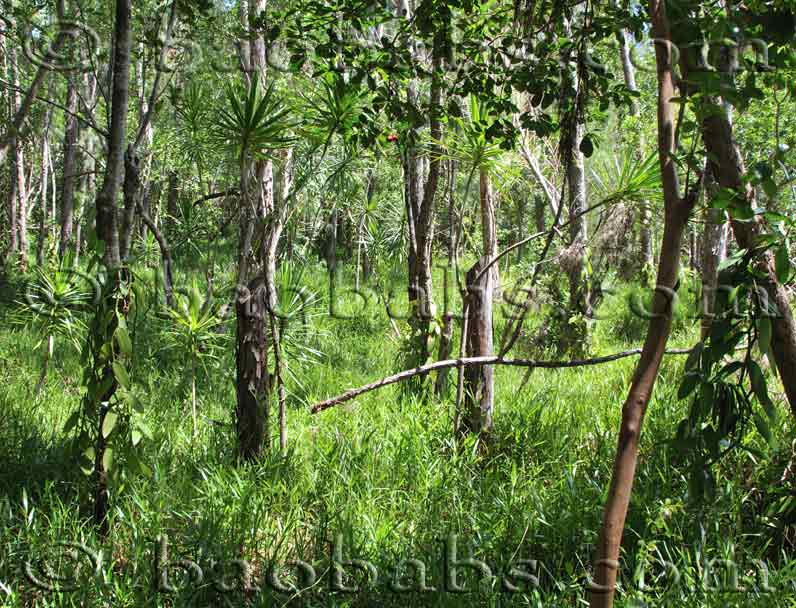 Vanilla plant and green pod. In the forest , #Aff, #plant, #Vanilla,  #green, #forest, #pod #ad