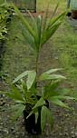 Dypsis florencei
