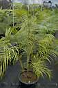 Dypsis psammophila