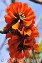 Erythrina caffra