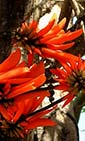 Erythrina smithiana