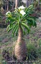 Pachypodium firehense 