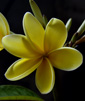 Plumeria rubra MONA LISA