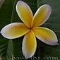 Plumeria rubra CARAIB