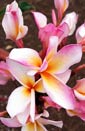 Plumeria rubra CHOMPOO JALEPAYA
