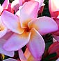 Plumeria rubra CHOMPOO ORATHAI