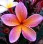 Plumeria rubra DAENG HOM