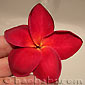 Plumeria rubra ETNA